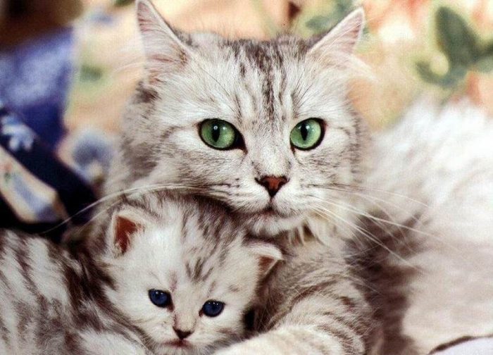 חתול עם חתלתול