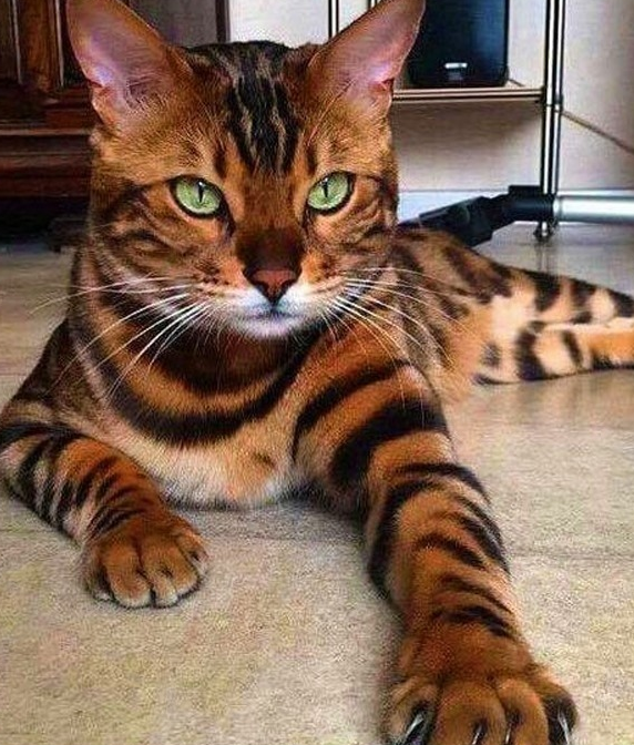 החתלתול עושה פוזות