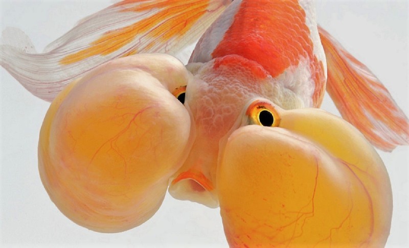 דגי אקווריום בצילומים מאת Visarute Angkatavanich: דגי קרב נהדרים