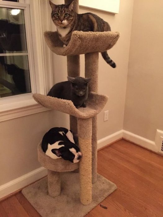 כלב על מעמד לחתולים