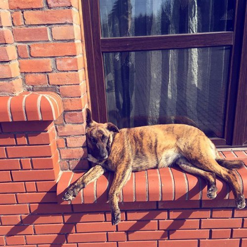 הכלב שוכב ליד החלון