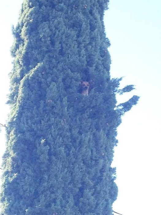 הכלב טיפס על עץ