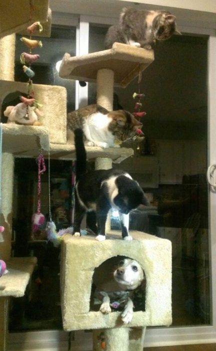 כלב בבית חתולים