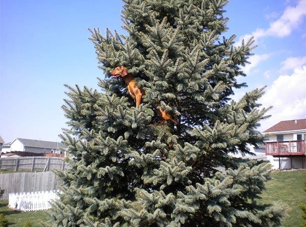 הכלב טיפס על עץ