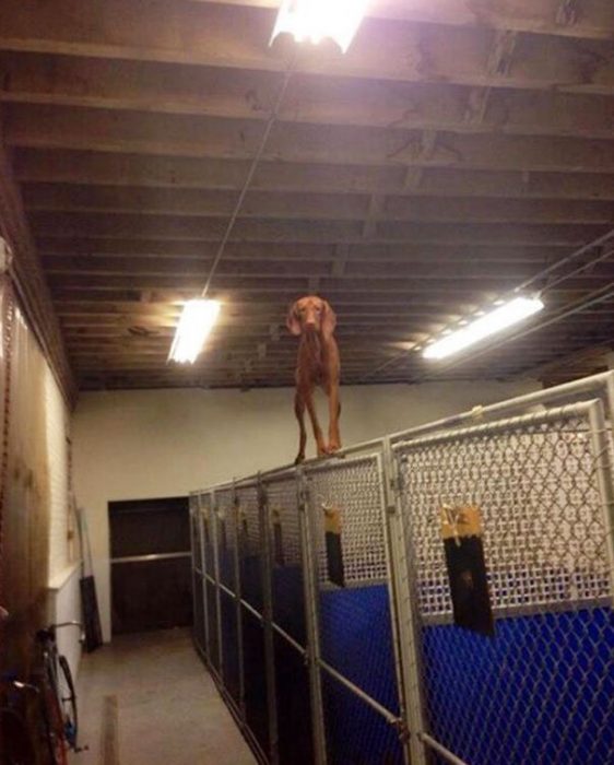 הכלב הולך לאורך הגדר