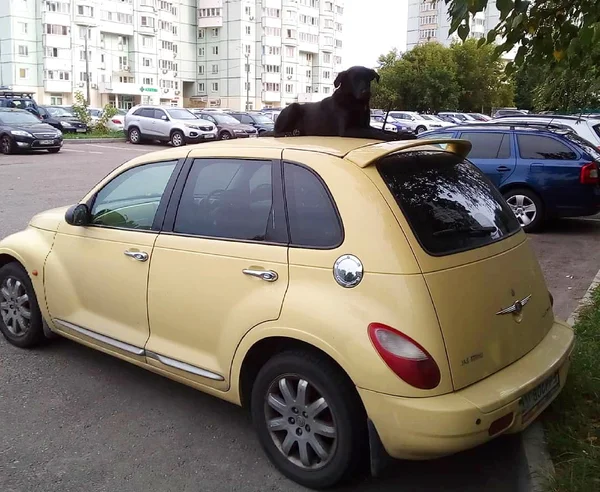 הכלב ישן על המכונית