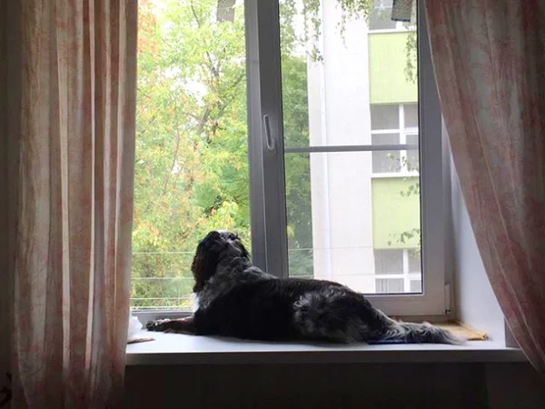 כלב על אדן החלון