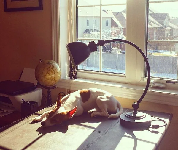 כלב על השולחן