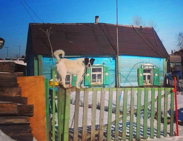 כלב על הגדר