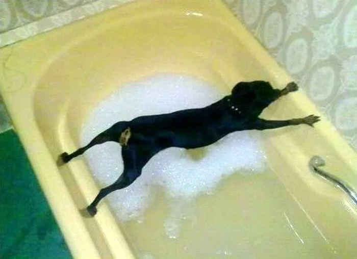 כלב באמבטיה