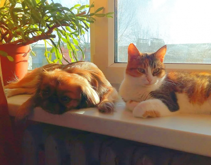 כלב וחתול על אדן החלון