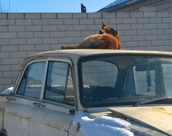 כלב על גג של מכונית