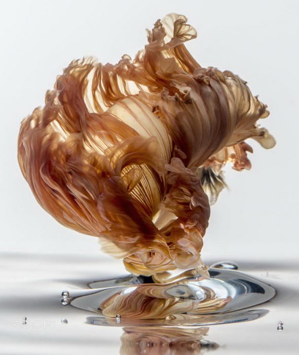 דג בתמונה מאת Visarut Angkatavanich