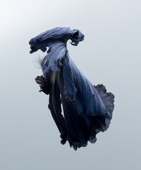 דג בתמונה מאת Visarut Angkatavanich