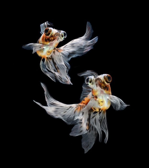 דג בתמונה מאת Visarut Angkatavanich