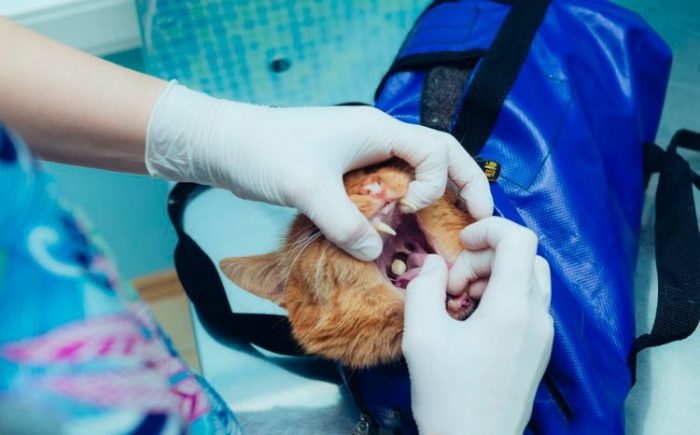 החתול מקבל כדור