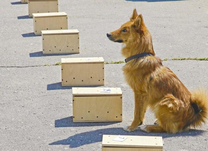 שאלאיקה ברחוב