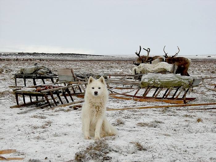 כלב רועה איילים ננט