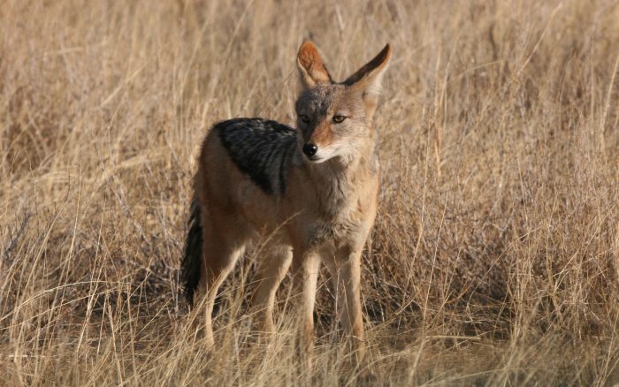תן מרכז אסייתי