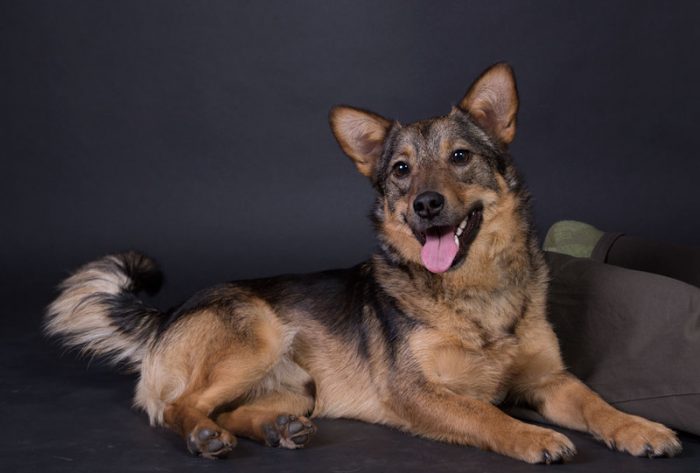 הכלב של סולימוב