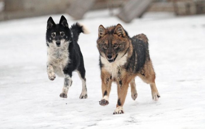 השאלייקאס רצים