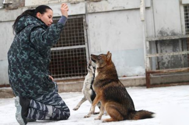 אימון שאלאיקה