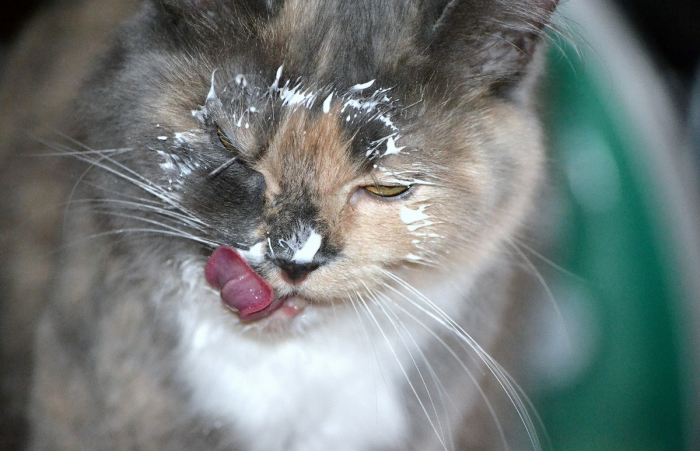 חתול בשמנת חמוצה