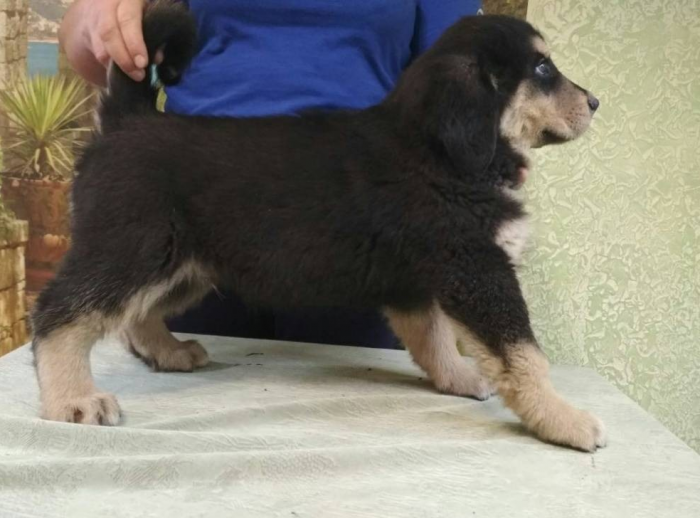 גור כלב זאב בוריאטי-מונגולי