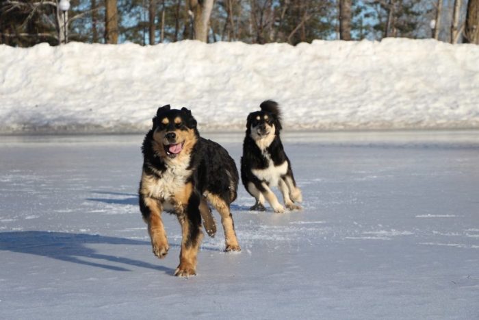 כלבי זאב בוריאט-מונגוליים משחקים