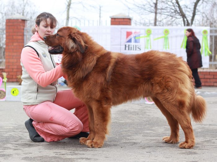 כלב זאב בוריאט-מונגולי אדום