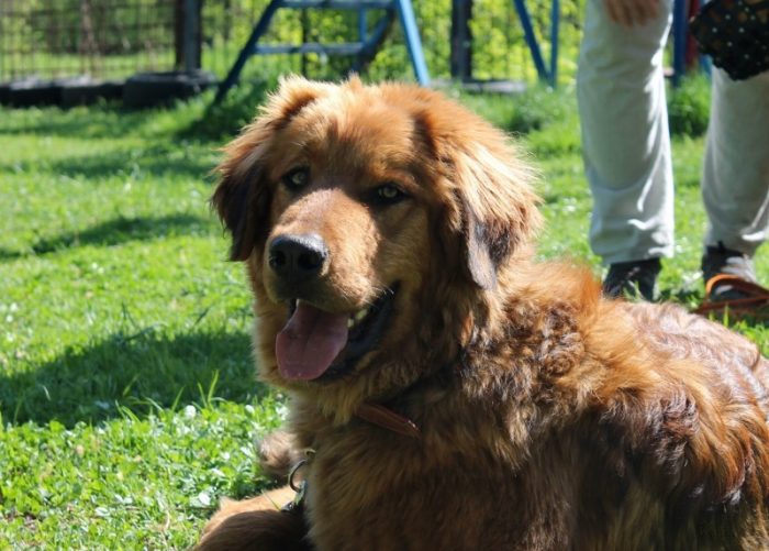 כלב זאב בוריאט-מונגולי בחצר