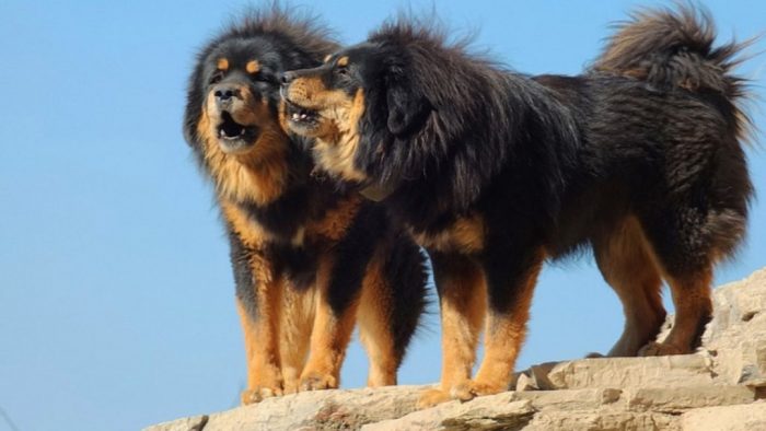 כלבי זאב בוריאטיים-מונגולים על סלעים