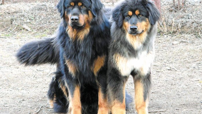 שני כלבי זאב בוריאטיים-מונגוליים