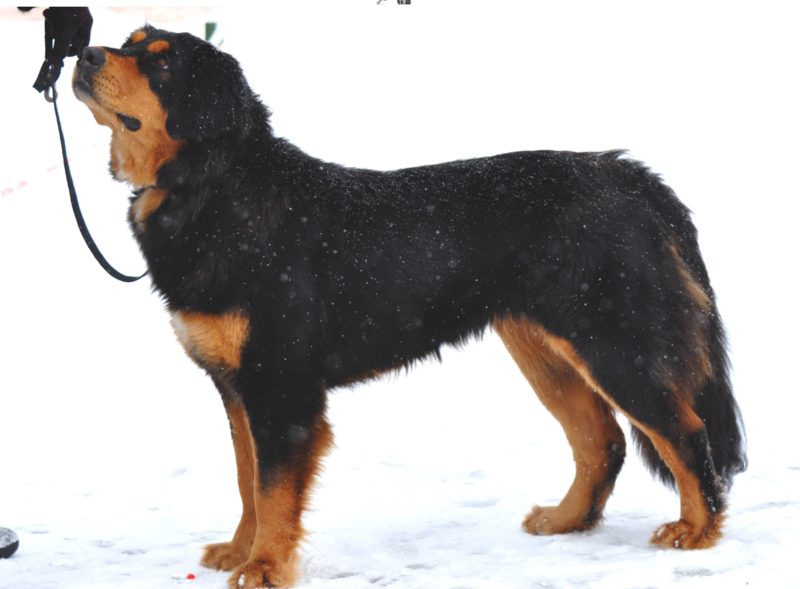 כלב הזאב הבוריאטי-מונגולי (בנקהאר): אחד הגזעים המקומיים העתיקים ביותר ברוסיה