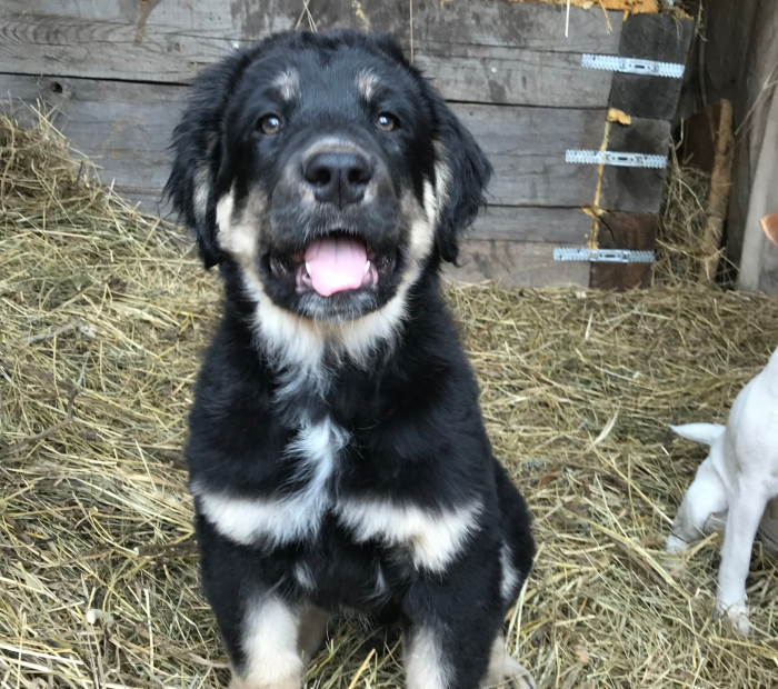 כלב זאב צעיר מבוריאט-מונגולי