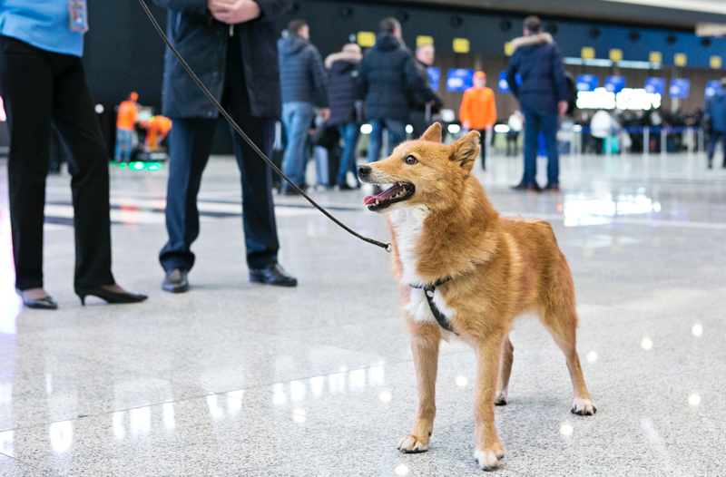 שלאיקה, או הכלב של סולימוב, הוא גזע חדש של כלבי חיפוש והצלה רוסי.