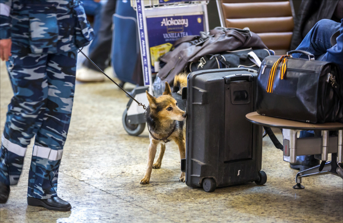 שלאיקה מרחרחת את המזוודה