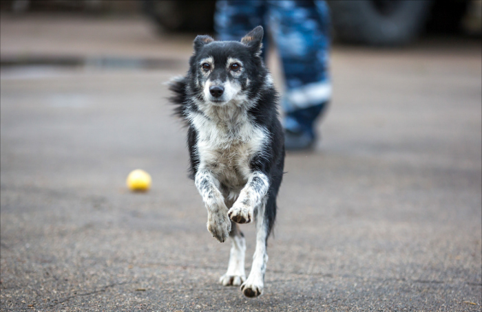 הכלב של סולימוב רץ