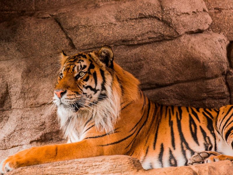 10 עובדות מעניינות על טיגריסים