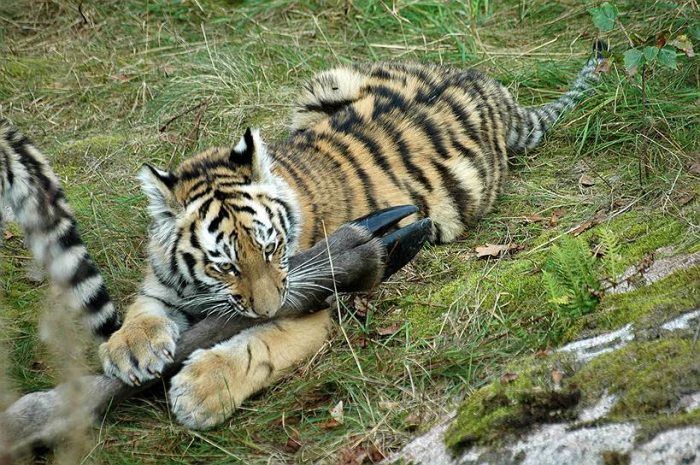 טיגריס אוכלת צהריים