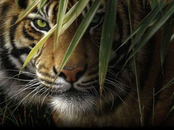 מבטו של נמר