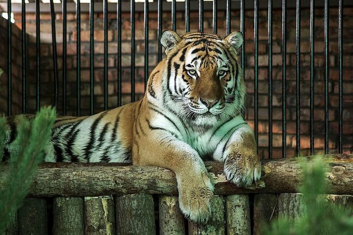 טיגריס בגן החיות