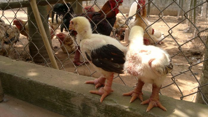 תרנגולות יאנג גה דונג טאו