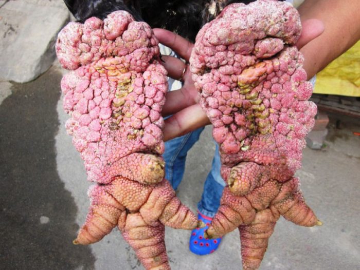 גב רגלי עוף גא דונג טאו