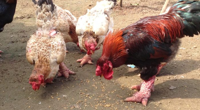 גא דונג טאו