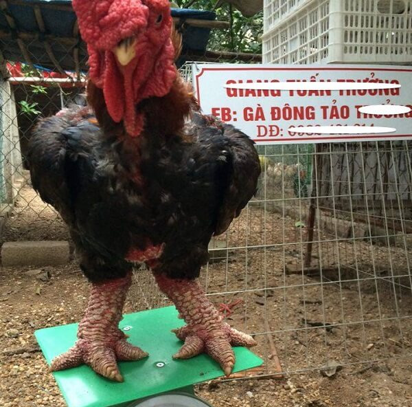 תרנגול גה דונג טאו