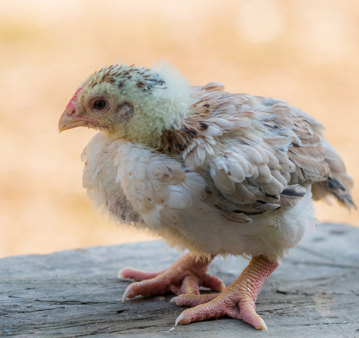 עוף גה דונג טאו