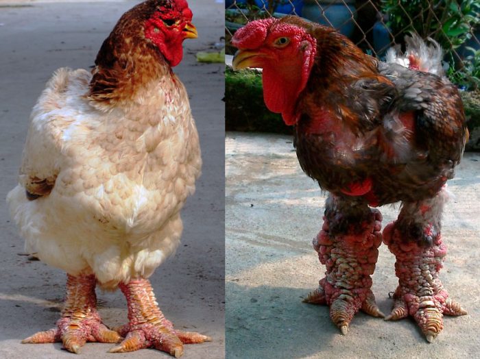 מראה תרנגולות גא דונג טאו