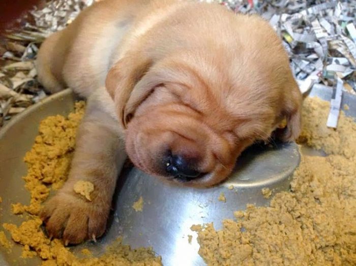גור כלבים ישן בקערת אוכל