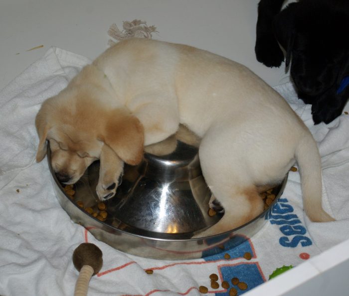 גור כלבים ישן על קערת האוכל שלו